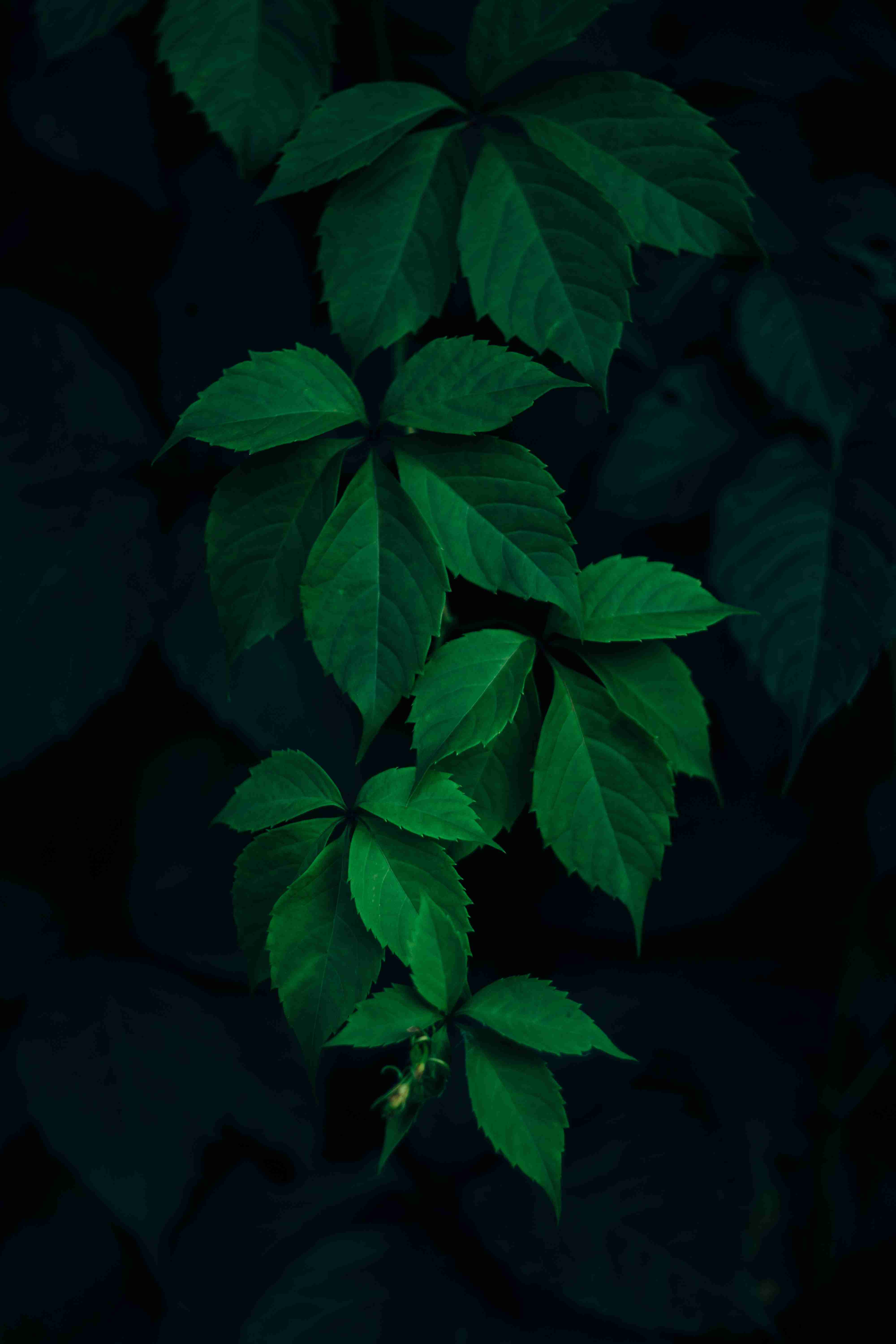 小苍蝇似的小飞虫_小苍蝇似的小飞虫怎么消灭