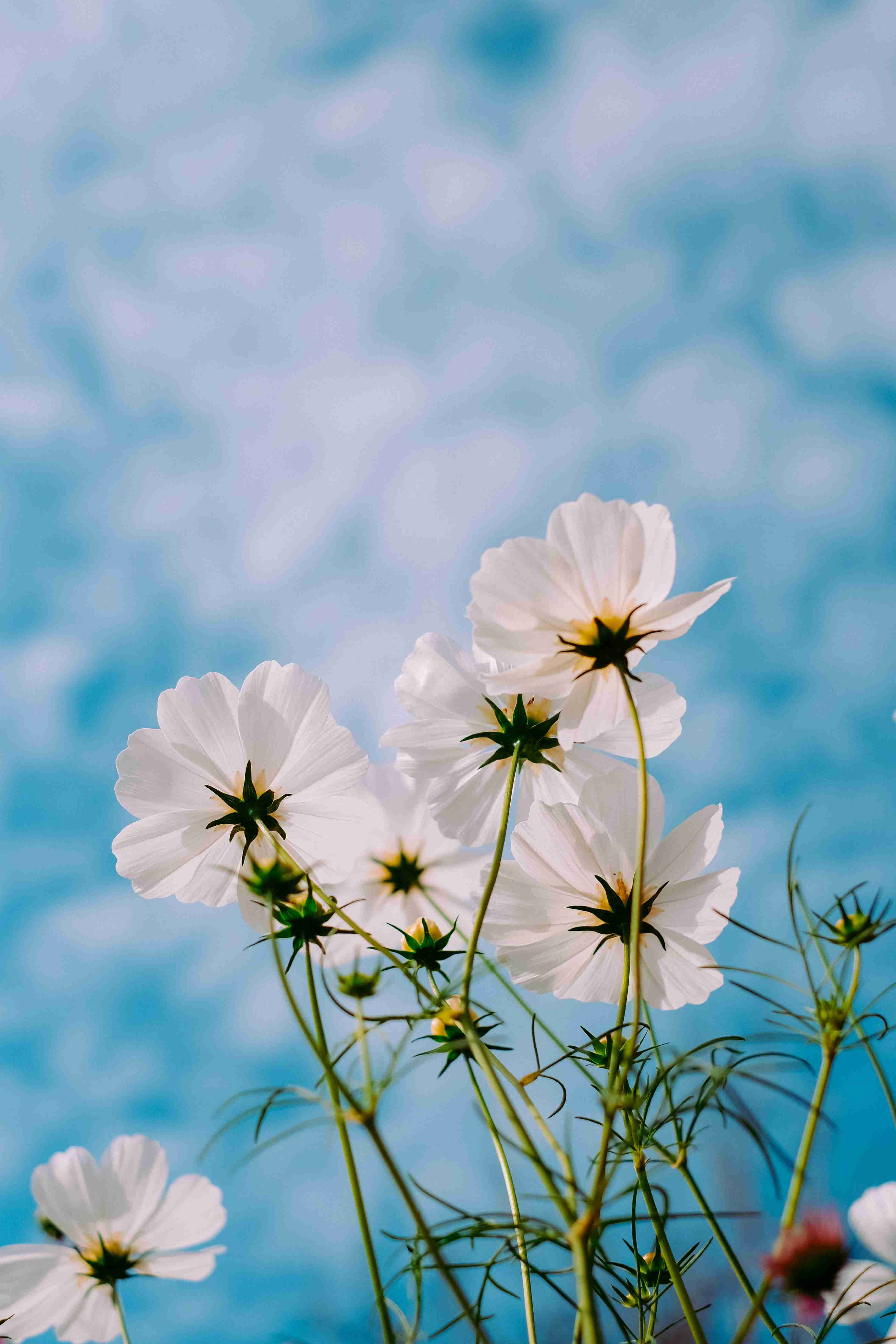 春节2021_春节2021手抄报