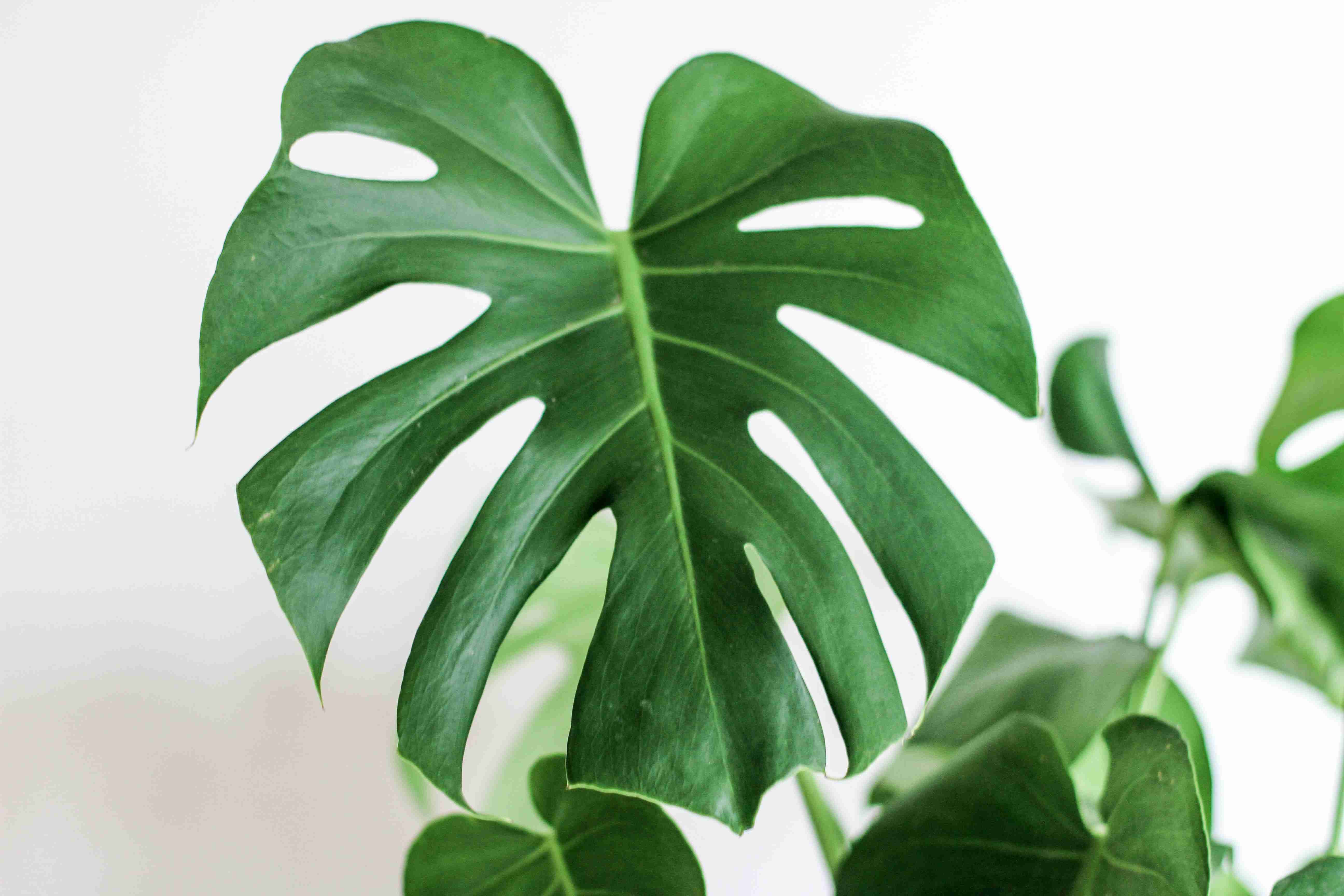 白色桑葚种植技术视频大全 白桑葚树苗果大的白桑葚
