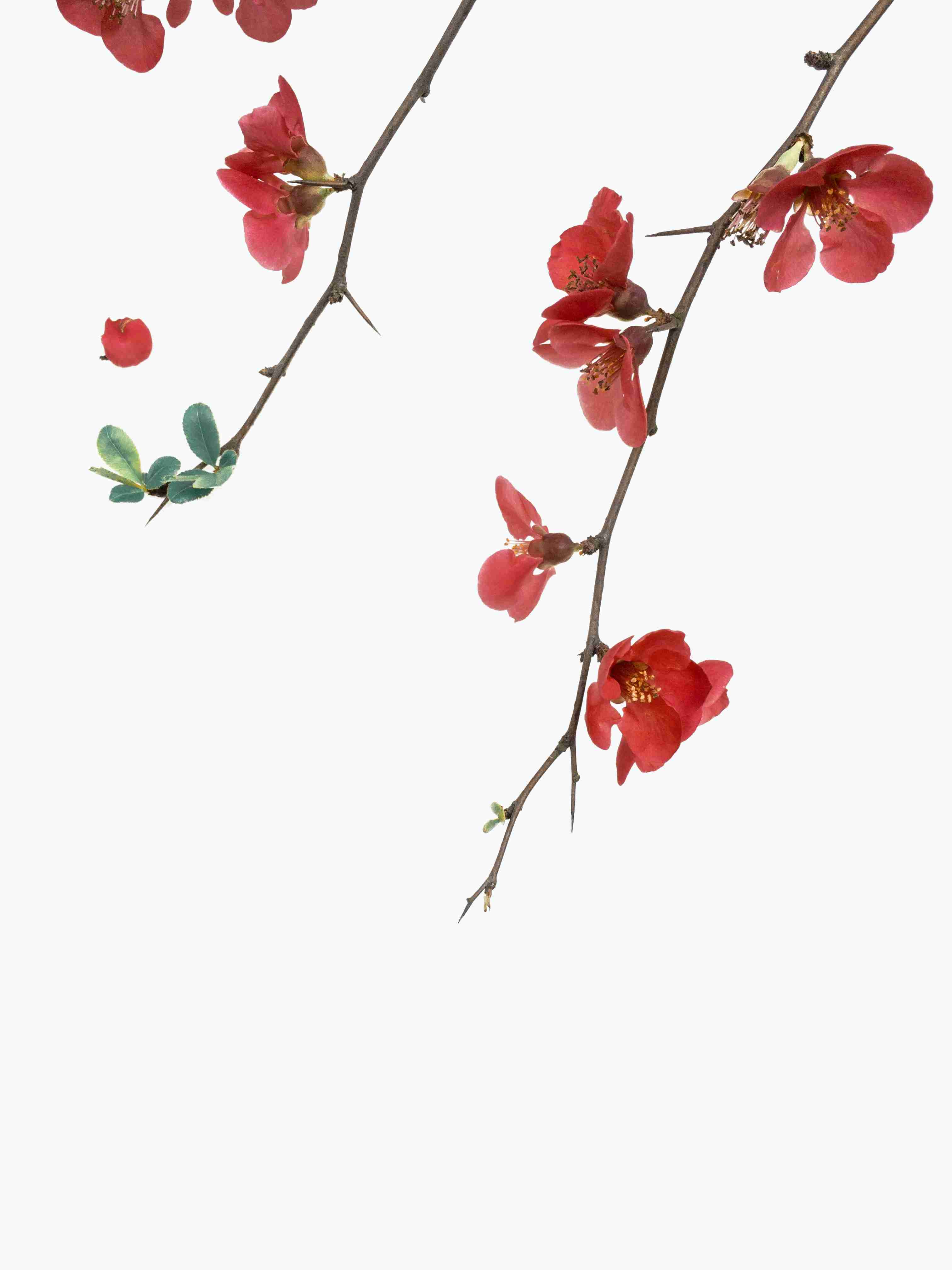 玉米种植时间和影响 玉米种植时间和温度