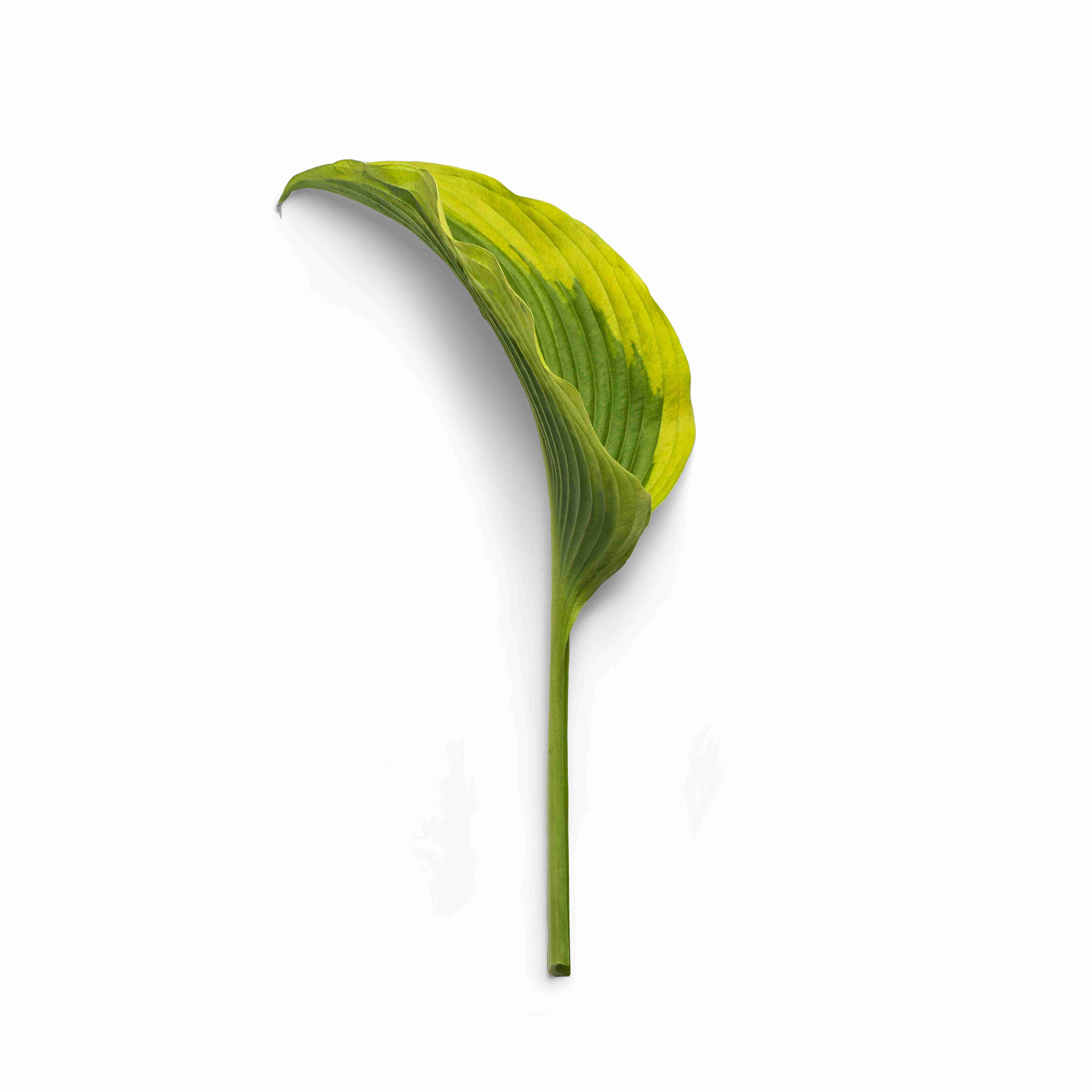 看淡水南美白对虾养殖说明_怎样养殖淡水南美白对虾