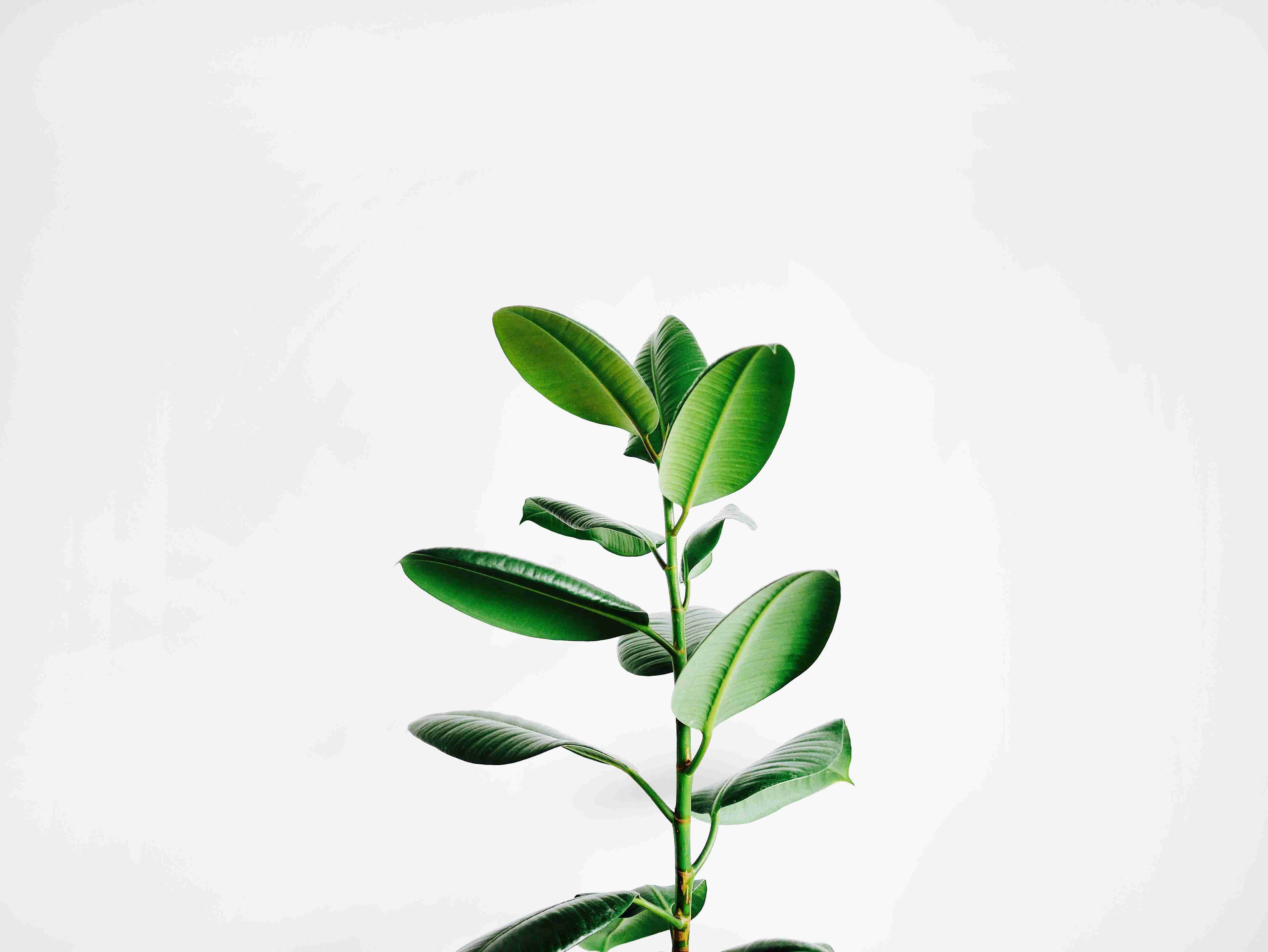 菠萝蜜什么人群不能吃 菠萝蜜什么人不能吃什么