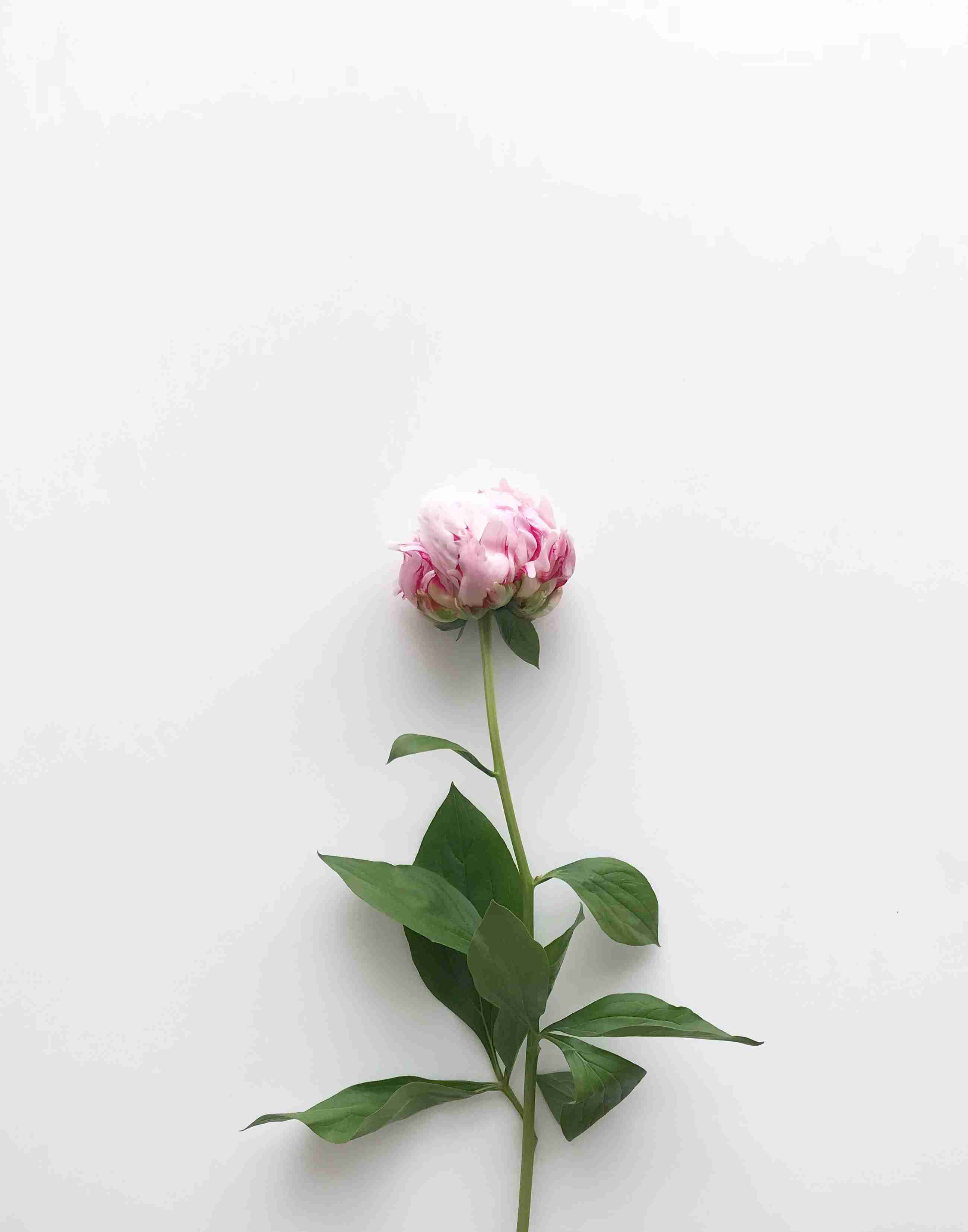 南澳紫菜需要养殖多久(南澳紫菜什么时候收获)