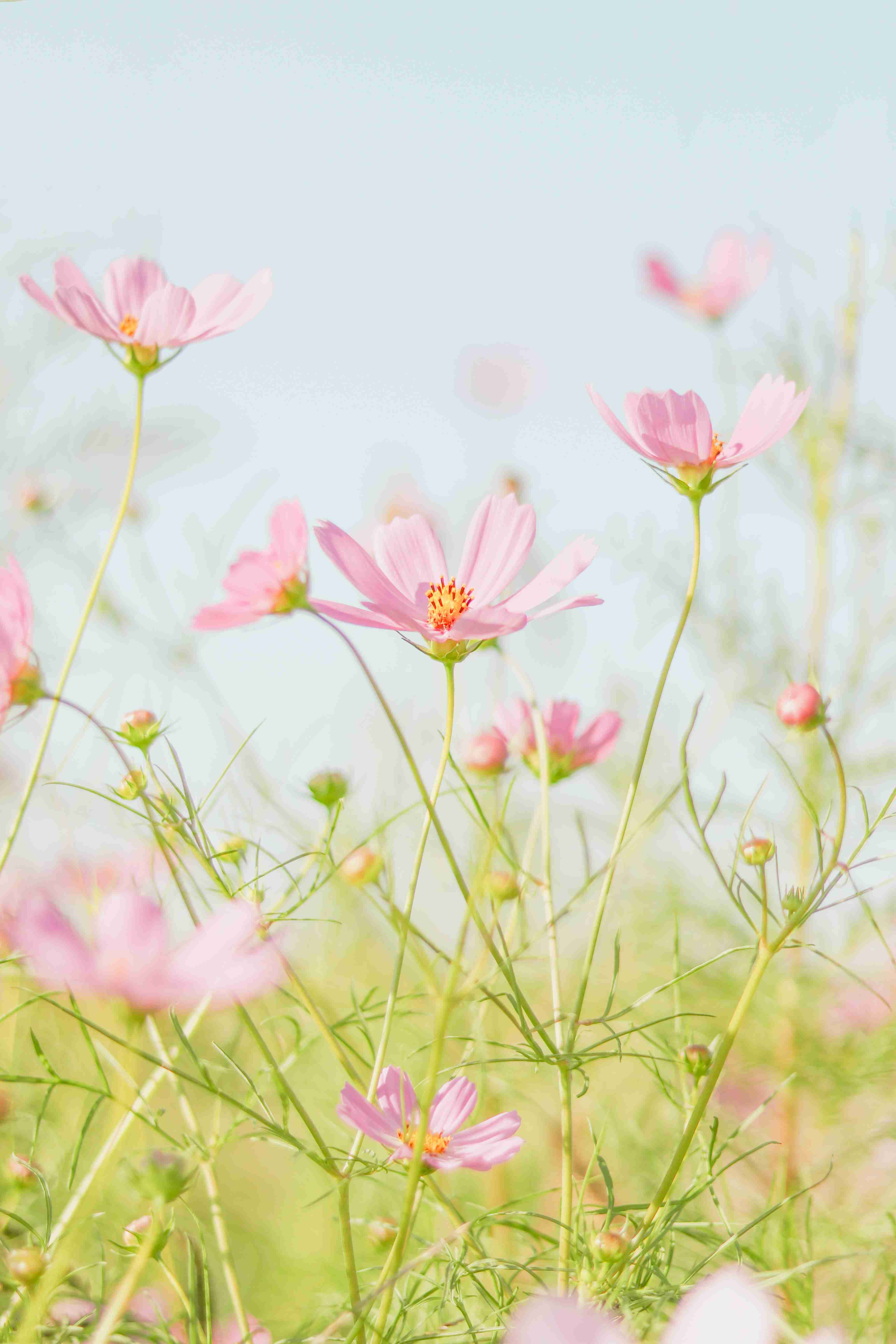 种草养羊养殖项目 种草养羊实用技术