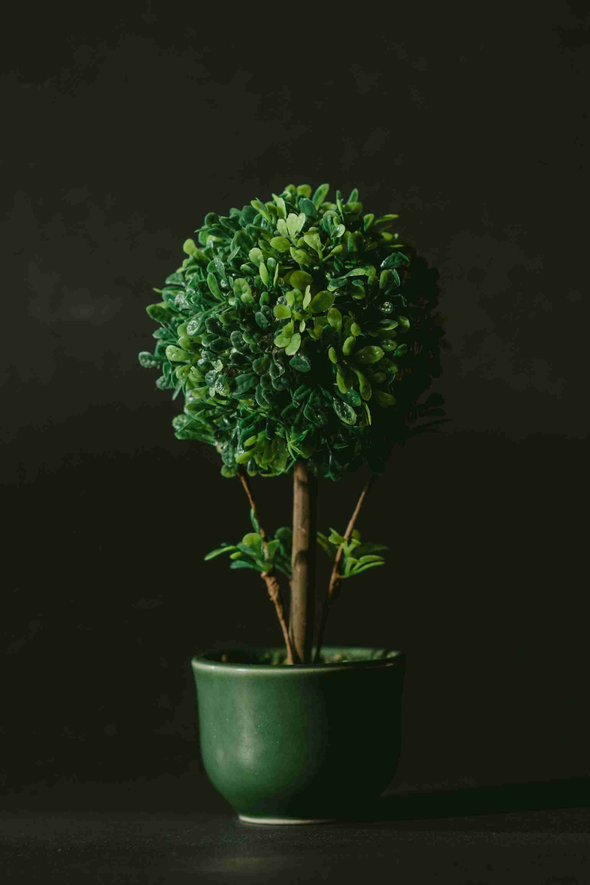 在兰州种植草莓可以吗现在 在兰州种植草莓可以吗现在怎么样