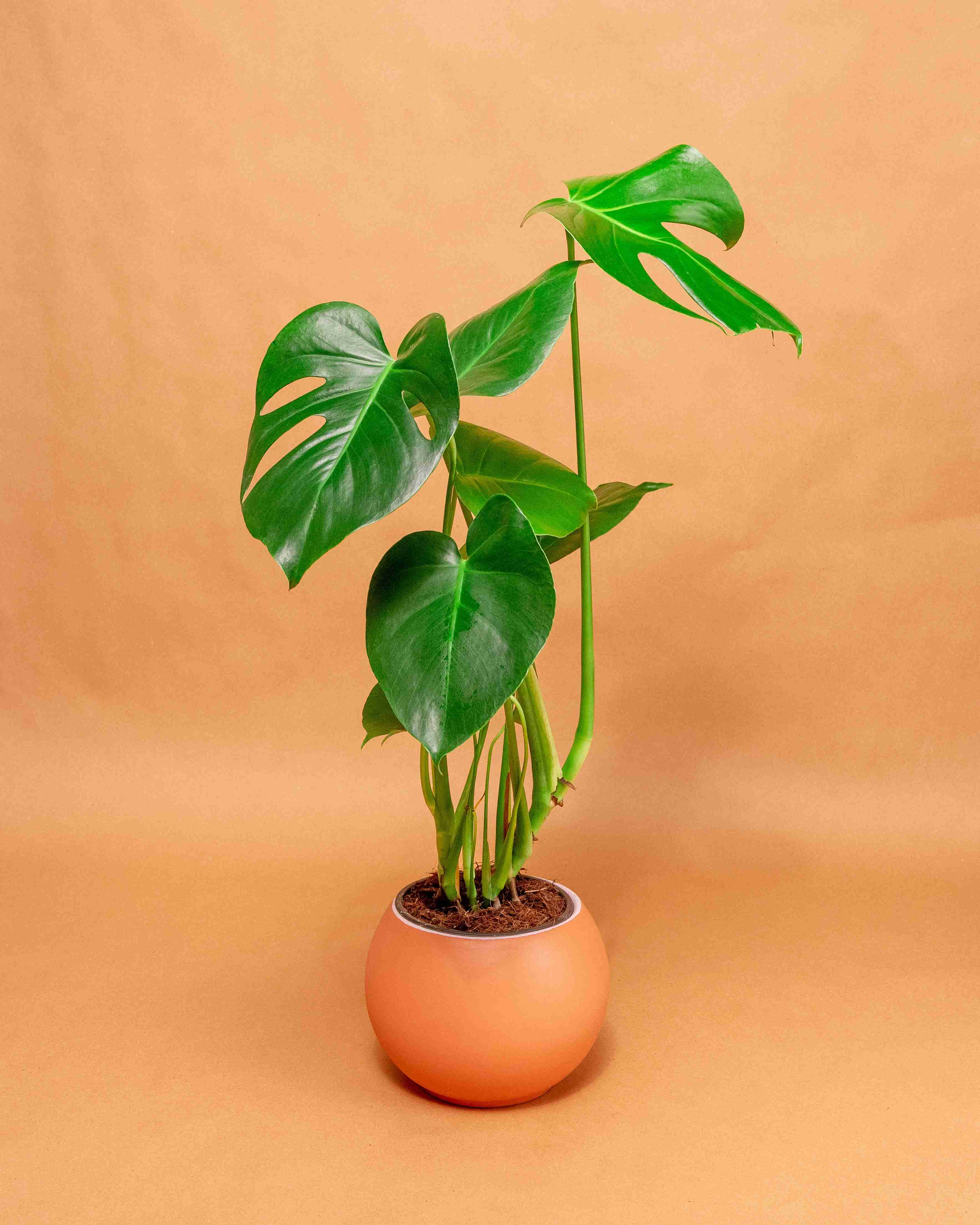 种植大户玉米棒晾晒 玉米棒子晾晒