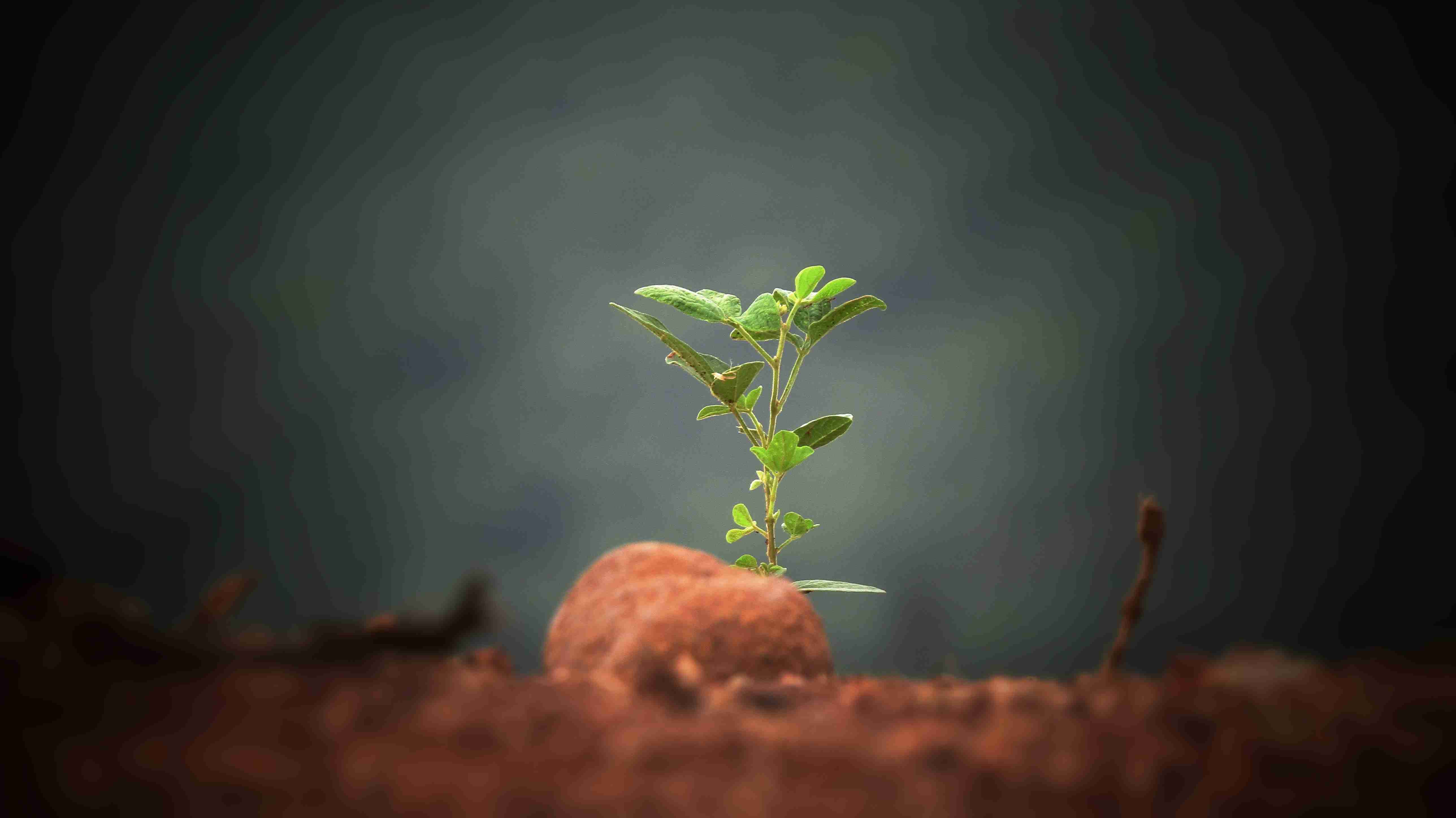 院里可以种植草莓吗 院里可以种植草莓吗